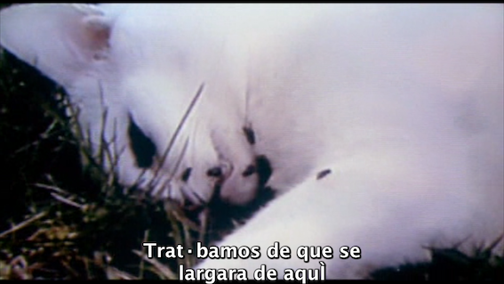 Fotogramas (del plano 158) de Gummo, 1997 Primer plano de un gato blanco muerto